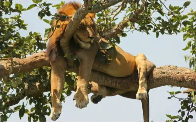 Quel est cet animal ?