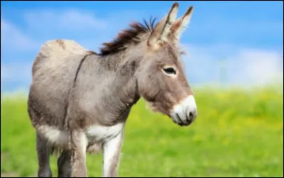 Quel est cet animal ?