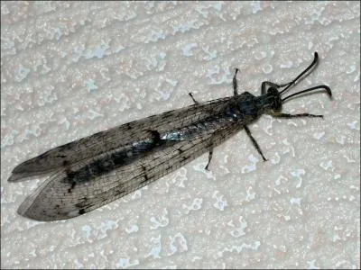 Quelle espce de fourmis existe rellement ?