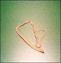 A quel ver s'en prend particulirement un tnicide ?