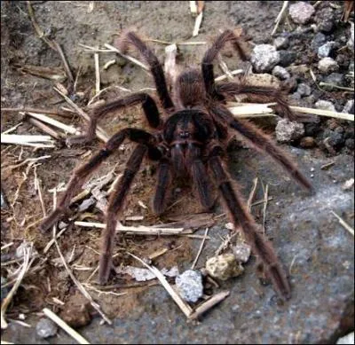 Quelle araigne a donn naissance  une musique prtendument rdemptrice dans le sud de l'Italie ?