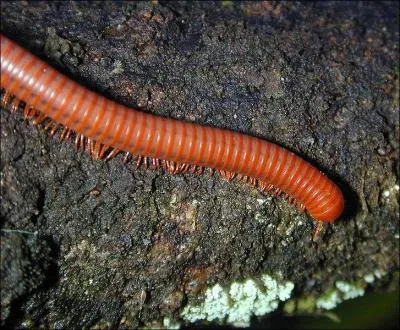 Quel est le nom le plus rpandu quand on parle de myriapodes ?