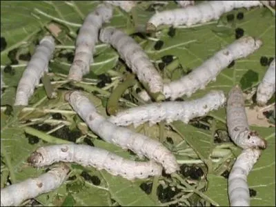 Quel animal donne naissance au ver  soie ?