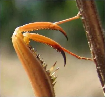 Qui a le plus de pattes ?