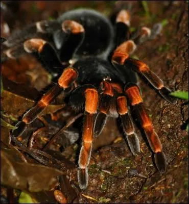 Combien d'yeux la tarentule possde-t-elle ?