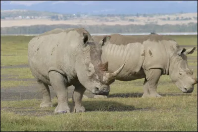 Quelle espèce de rhinocéros n'existe pas ?