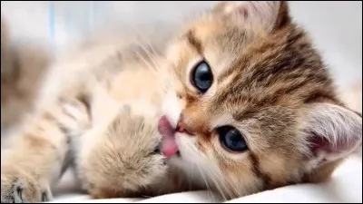 Quel animal préfères-tu entre ceux-là ?