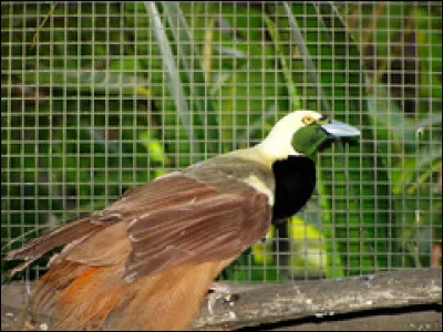 Quel animal trouve-t-on sur le drapeau de la Papouasie-Nouvelle-Guinée ?