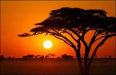 Africa : Qui l'a chanté ?