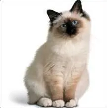 Ce chat doux et sociable est arriv en France au dbut du XXme sicle. Le Bleu Point et le Seal Point sont deux de ses espces. C'est :