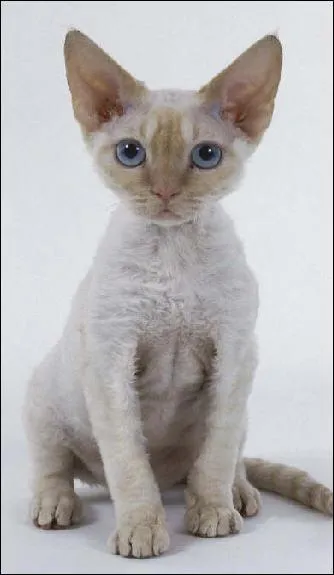 C'est un chat apparu aprs la Seconde Guerre Mondiale. A poil fris, il est d'un naturel joueur et affectueux. C'est :