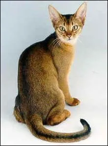 Ce chat,  l'allure de lion ou de puma miniature, est attirant, a une vive intelligence et il est trs docile. C'est :