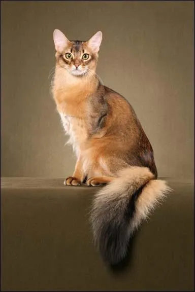 Ce chat, driv des Abyssins  poils courts, apparut dans les annes 30. Ayant un caractre trs joueur, c'est :