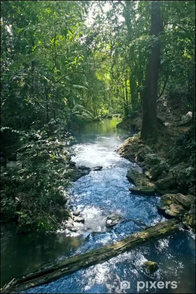 Quelle serait ta couleur de pelage ?