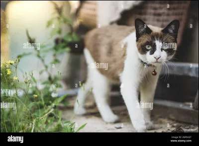 Tu es un chaton du Clan du Tonnerre, ton frère et ta sur veulent...