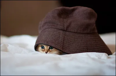 Genre de graminées fourragères, qui abonde dans les prés !