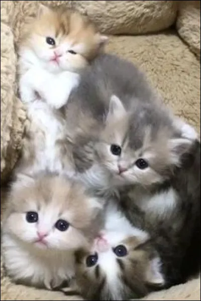 Ancienne écriture ou trois des os du tarse !