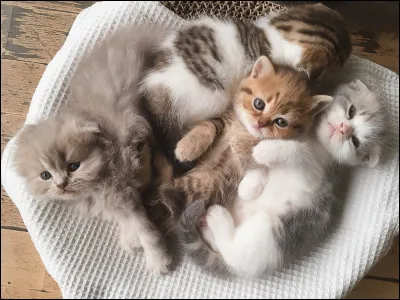 Grand reliquaire, refermant en tout ou en partie le corps d'un saint !