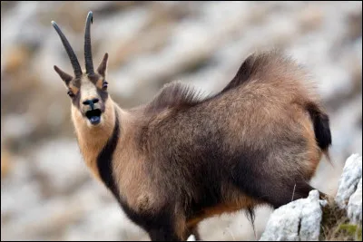 Est-ce un bouquetin ou un chamois ?