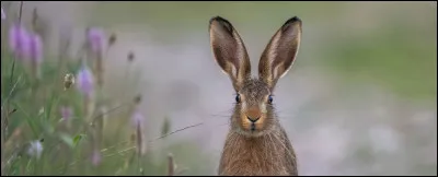 Cet animal est-il un lièvre . ?