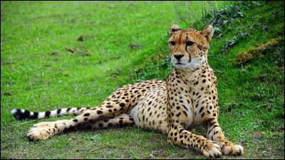 Et pour finir cet animal est-il un léopard ou un guépard ?