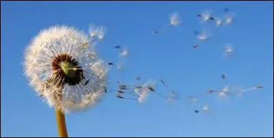 Avec qui Céline Dion chante-t-elle "Sous le vent" dans les années 2000 ?