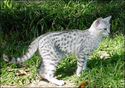 Comment est ton pelage ?