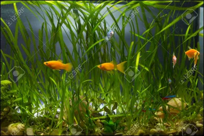 Qu'arrive-t-il si deux poissons s'énervent ?