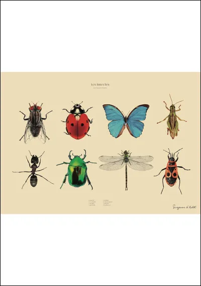 Quel est le sport préféré des insectes ?