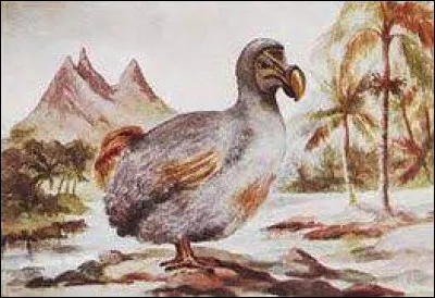 Sur quelle île les dodos vivaient-ils avant leur extinction à la fin du XVIIe siècle ?