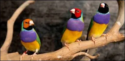 Quelle chanson de Pascal Obispo a comme sous-titre "L'île aux oiseaux" ?