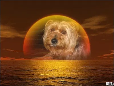 Quant à lui, vous l'avez sûrement déjà vu quelque part... Il avait 18 ans quand il a quitté ce monde, c'était un 9 août. Il portait le nom d'une ville du Yemen :