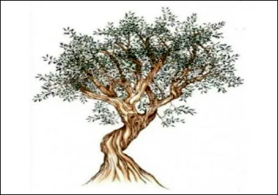 Quelle plante est le symbole d'Athènes ?