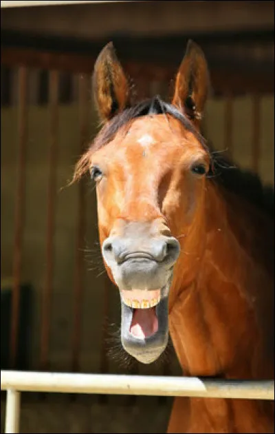 Comment appelle-t-on le bruit que fait un cheval ?