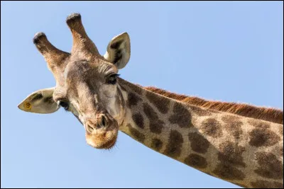 Quel animal dans les photos ci-dessous est atteint d'albinisme ?