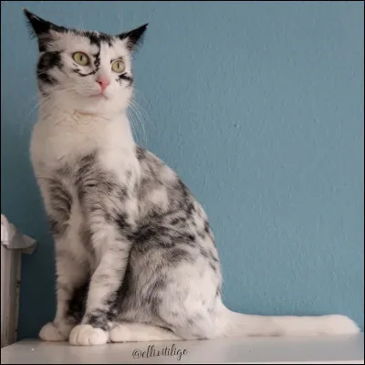 Il est impossible d'avoir un zone de dépigmentation, sans avoir le vitiligo.