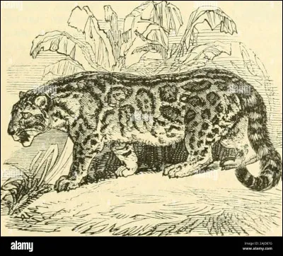 Quels félins dans la liste ci-dessous sont les plus susceptibles d'être atteint de mélanisme ?