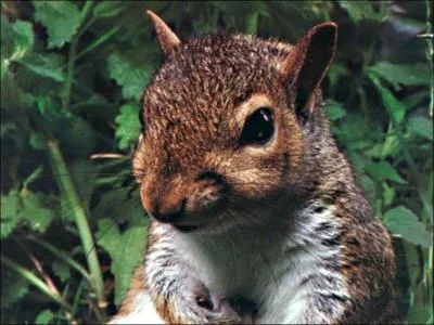 Pourquoi les rongeurs actionnent-ils la mchoire en permanence ?