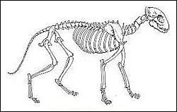 Combien d'os le squelette d'un chat compte-t-il ?