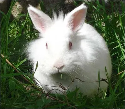 Quelle est la maladie qui dcime en un rien de temps des colonies de lapins ?
