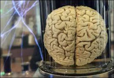 Sciences et Nature : Combien pèse le cerveau d'un adulte ?