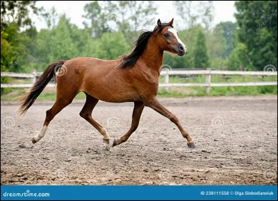 En carrière ou en manège, on trotte sur :