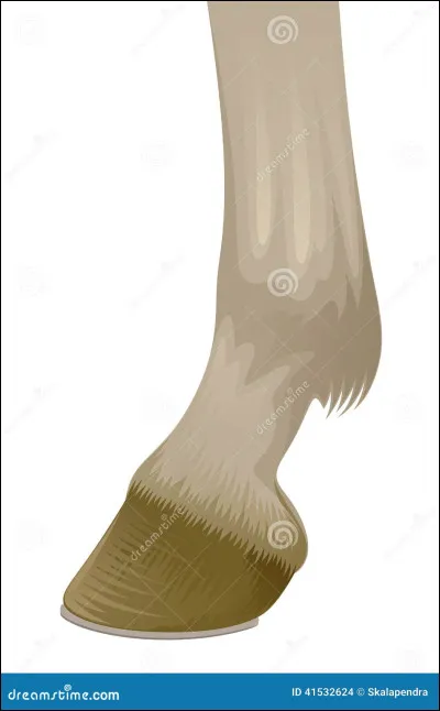 Laquelle de ces propriétés appartient aux 3 propriétés du pied du cheval ?