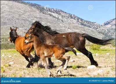 À l'état sauvage, le cheval vit :