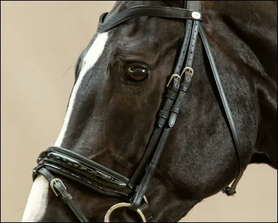 Le mors chantilly existe-t-il ?