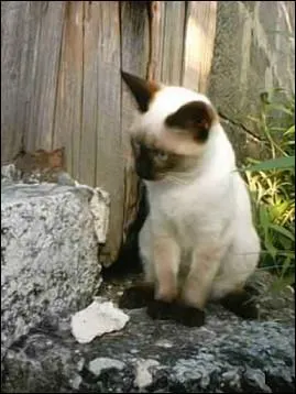 De quelles couleurs sont les yeux d'un chat siamois ?