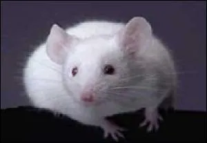 De quelle couleur est la queue de la souris blanche ?