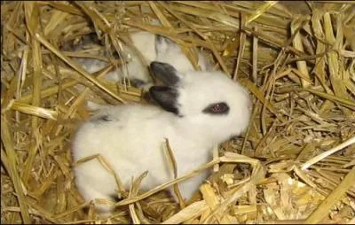 Quelle est la priode de gestation du lapin ?