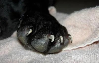 Combien un chien a-t-il de griffes ?