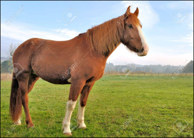 Pour commencer, comment s'appelle ces bandes blanches sur les jambes de ce cheval ?